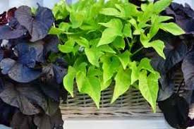 Image result for Ipomoea batatas pots