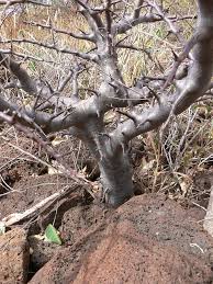 Image result for Commiphora