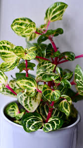 Image result for Iresine herbstii