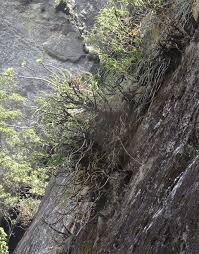 Image result for Aloe rulkensii