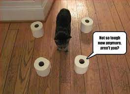 Lolcats Toilet Paper Lol At Funny Cat Memes Funny Cat Pictures With Words On Them Lol Cat Memes Funny Cats Funny Cat Pictures With Words