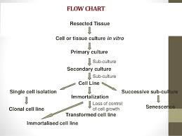 Flowsheet Of The Process Applied In Cloning Science