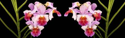 We did not find results for: Singapore S National Flower The Hybrid Orchid