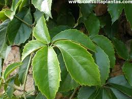 Image result for Tetrastigma