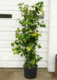 Image result for Ficus triangularis