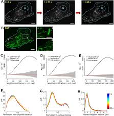 Check spelling or type a new query. Whole Cell Scale Dynamic Organization Of Lysosomes Revealed By Spatial Statistical Analysis Biorxiv