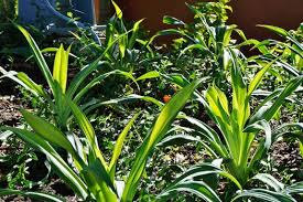 Image result for Beschorneria sp. (Biegel 5357)