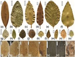 Image result for Astropanax