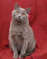 Pin On Exotic Cats