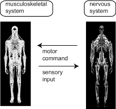 Information Flow Between The Musculoskeletal System And The