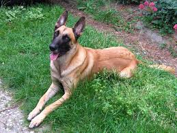 The other three varieties are the tervuren, the groenendael, and the laekenois. File Belgian Shepherd Malinois Grass Jpg Wikimedia Commons