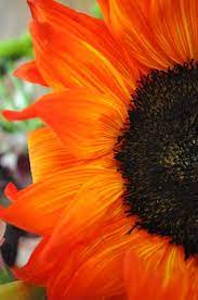 Orange Sunflower Orange Sunflowers Orange Flowers Beautiful Flowers