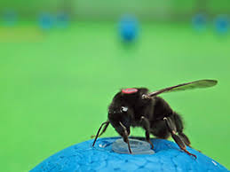 These can make your bumble experience better and easier to find matches but are not necessary at all to have them. Bumble Bees Make A Beeline For Larger Flowers