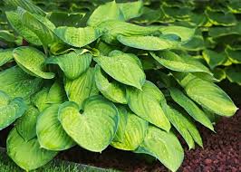 The roots of the plant are still healthy and happy below. Growing Hostas How To Plant And Care For Hosta Plants The Old Farmer S Almanac