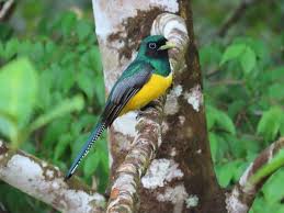 Image result for Tetrapogon tenellus