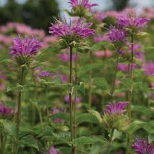 Image result for Monadenium hirsutum