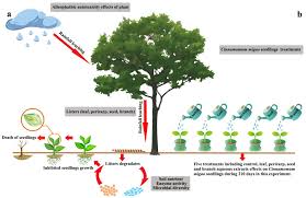 Ces quelques poèmes pour inviter à consulter le très beau site consacré à cette poétesse du tarn qui a laissé une une association bien vivante qui entretient la mémoire d'une grande poétesse disparue. Forests Free Full Text Autotoxicity Hinders The Natural Regeneration Of Cinnamomum Migao H W Li In Southwest China Html