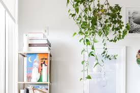 Check spelling or type a new query. The Best Indoor Vining Plants Apartment Therapy