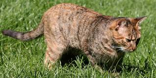 Effektive abwehr gegen katzen im garten. Katzen Und Vogel Ein Schwieriges Verhaltnis Nabu