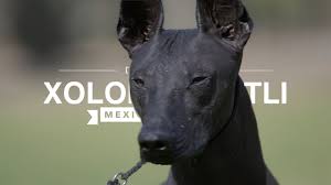 Xoloscuintle, originally uploaded by jpablo.romero. All About Xoloitzcuintli The Mexican Hairless Dog Youtube