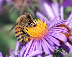 1xresearch source here are a few flowers bees. How Do Bees Find Nectar And Get It Into The Hive Allisons Florida Honey