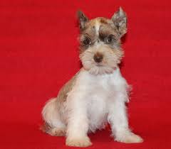 Miniature schnauzer · canton, tx. Miniature Schnauzers