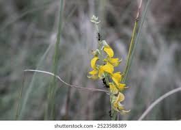 Image result for Crotalaria onobrychis