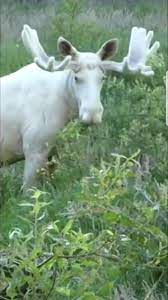 White Moose There Are Only About 100 Of Them On The Planet Albino Animals Rare Albino Animals Unusual Animals