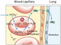 Respiratory System