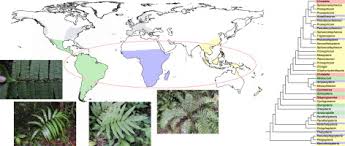 Image result for Amauropelta bergiana