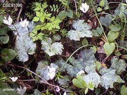 Image result for Cycnium recurvum