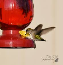 More than 68 homestead hummingbird feeder replacement parts at pleasant prices up to 196 usd fast and free worldwide shipping! How To Attract Hummingbirds To Your Yard Oak Hill Homestead