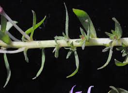 Image result for Lobelia chireensis