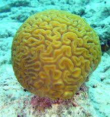 Coral Wikipedia