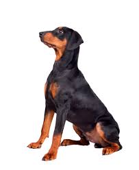 Geschlechtsreif ist ein rüde mit etwa zwei jahren, eine hündin meist sogar schon vor ihrem ersten geburtstag, wenn wann ist ein mini yorkshire ausgewachsen? Dobermann Wachstum Grosse Und Gewicht Mit Tabellen Und Kurven