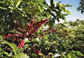 saksida kahve agaci cicekal net