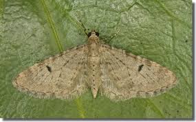 Image result for Eupithecia indigata
