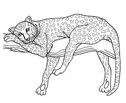 Jaguars are the only large felines in central and south america. Jaguar 9023 Animals Printable Coloring Pages