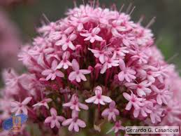 Image result for Valeriana rubra