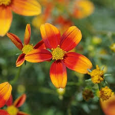 Image result for Bidens flagellata
