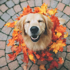 Golden Retriever Enjoying The Fall Leaves Ev Kopekleri Golden Retriever Sevimli Hayvan Yavrulari