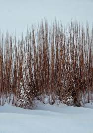 A Sturdy Grass For Winter Interest In The Landscape Ornamental Grass Landscape Ornamental Grasses Grasses Landscaping