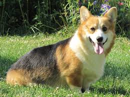 These pembroke welsh corgi puppies are friendly & energetic. Pin On Puppy