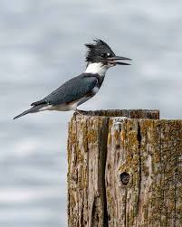 Birds Of Western Washington State Northsound Gallery Our Spectacular World Facebook Beautiful Birds Bird Pictures Kingfisher