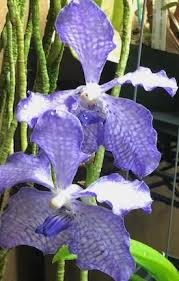 Image result for Vanda coerulea