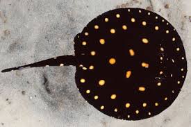 Black Stingrays Stingray Fish Freshwater Aquarium Fish Ocean Creatures