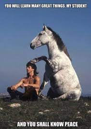 Remove The Blinders And See The World Funny Horses Horses Beautiful Horses