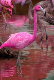 Faruk Tin On Twitter Flamingo Beautiful Birds Pretty Birds