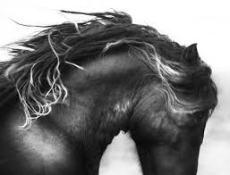 5.0 out of 5 stars the magnificent horse (coffee table book) reviewed in the united states on may 5, 2013. International Photo Awards