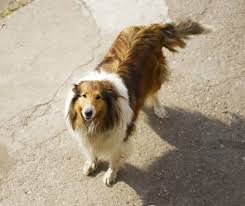 Parasite Protection For Dogs With The Mdr1 Gene Collie Chatter